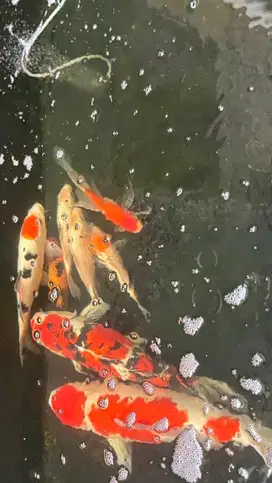 Dijual ikan koi harga murah bagus terawat