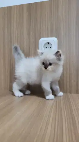 Kitten midol betina