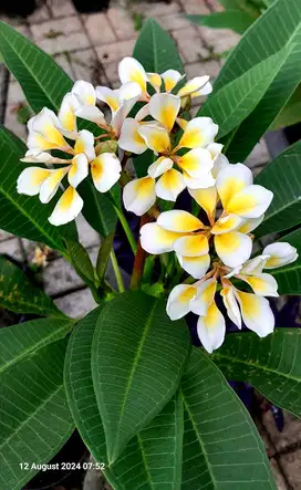 Kamboja (Plumeria)