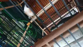 Burung pentet pala item dah bunyi blm gacor mulus fs bs tt