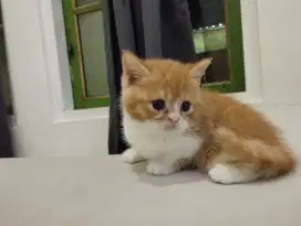 British Shorthair Bicolour Ped/Nonped