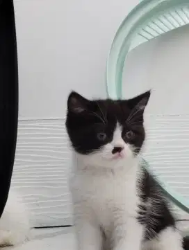 British Shorthair  Non Ped