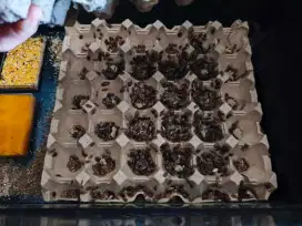 Pakan Reptile kecoa dubia