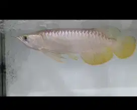 Ikan arwana Golden Red High Back