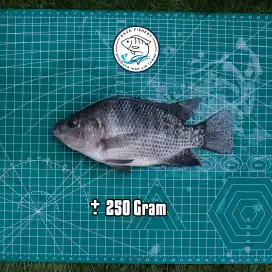 Ikan Nila Segar Sekilo Free Delivery Area Cibinong dan Sekitarnya
