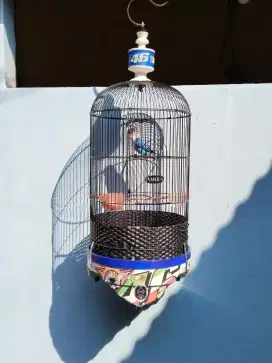 Jual aja lovebird 2 ekor plus 2 kandang