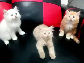 Ready kitten super