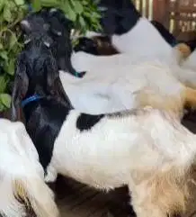 10 ekor kambing etawa siap kawin 1 jantan 9 betina siap ternak murmer