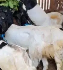 10 ekor kambing etawa siap kawin 1 jantan 9 betina layak ternak murmer