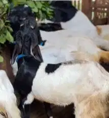 10 ekor kambing etawa siap kawin 1 jantan 9 betina layak ternak murmer