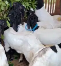 10 ekor kambing etawa siap kawin layak ternak 1 jantan 9 betina manteb