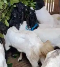 10 ekor kambing etawa siap kawin paket ternak murmer 1 jantan 9 betina
