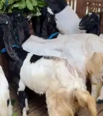 10 ekor kambing etawa siap kawin 1 jantan 9 betina paket ternak murmer