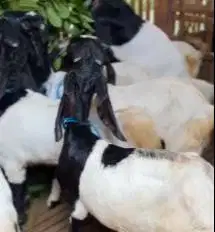 10 ekor kambing etawa siap kawin 1 jantan 9 betina paket ternak murmer