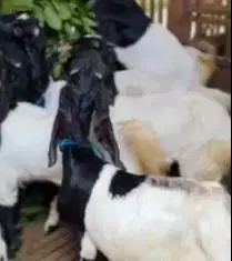 10 ekor paket ternak kambing etawa 1 jantan 9 betina siap kawin manteb
