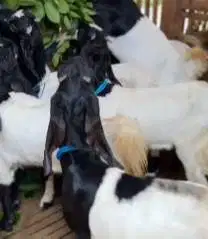 paket ternak 10 ekor kambing etawa siap kawin 1 jantan 9 betina puas
