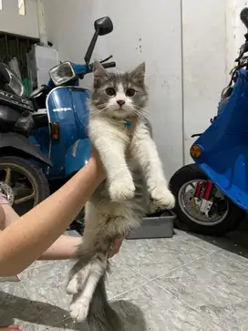 kucing kitten persia x F1 Maine coon (big bone & big body)