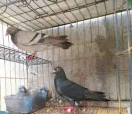 Burung dara 5 ekor 200rb