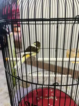Dijual murah burung kenari AF, F1, F1YS, Loper