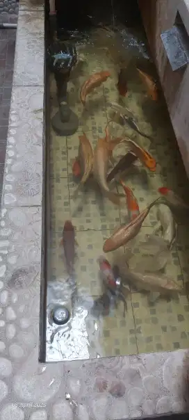 Koi blitar jumbo2 borongan