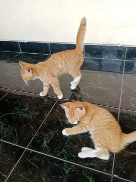 Kitten 3 Bulan, Free Adobt