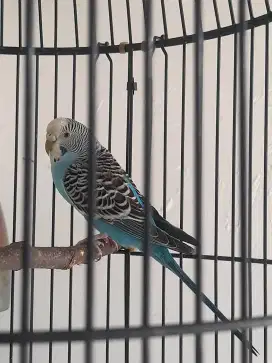 Burung Parkit Rajin Ngoceh