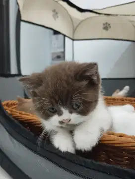 British Shorthair Cinnamon Ped/Non Ped