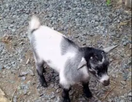 sepasang anakan kambing mini pygmi 3-4 bulanan TB 30cm kerdil pendek