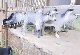 sepasang anakan kambing mini pygmi 3-4 bulanan TB 30cm kerdil pendek
