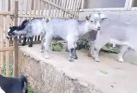 sepasang anakan kambing hias mini pygmi 3-4 bln exotik lucu jamin unik