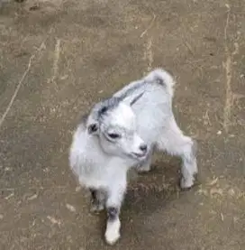 sepasang anakan kambing hias mini pygmi 3-4 bln exotik lucu jamin unik