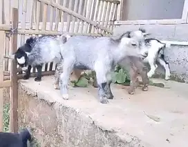 sepasang anakan kambing hias mini pygmi 3-4 blan exotik lucu rawatan