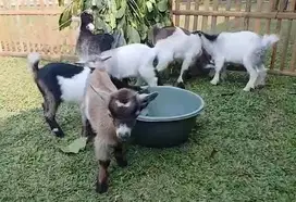 sepasang anakan kambing hias mini pygmi 3-4 blan exotik lucu rawatan
