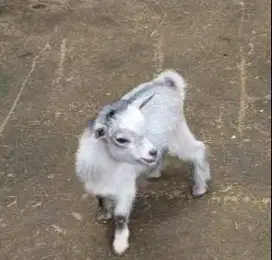 sepasang anakan kambing mini pygmi 3-4 bulan exotik pendek kerdil unik