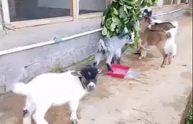 sepasang anakan kambing mini pygmi 3-4 bulan exotik pendek kerdil unik