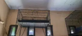 Jual aj nie keramba burung