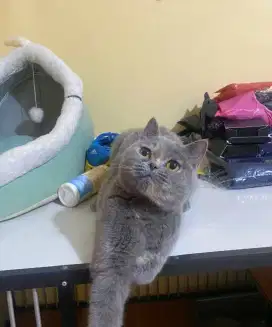 BRITISH SHORTHAIR / BSH BETINA