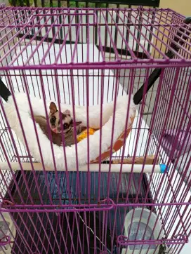 Sugar glider gemuk lucu
