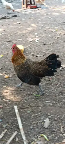 Ayam ketawa betina
