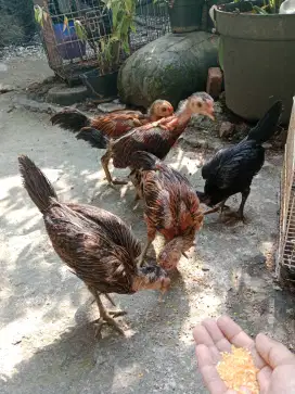 Ayam kampung jantan dan betina