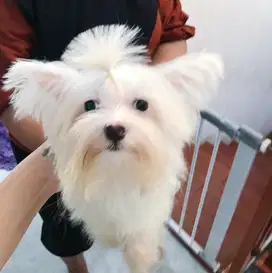 Jual maltese murah