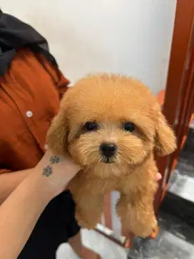 Jual red poodle female
