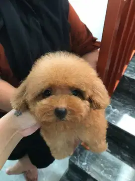 Red poodle female