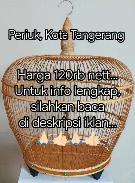 Sangkar kandang derkuku tekukur puter