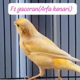 Kenari F1 Jantan