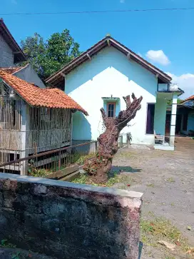 Jasa tebang pohon dan jasa potong rumput