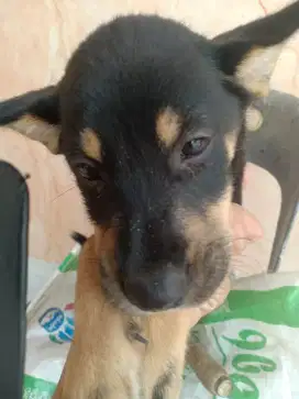 Anak anjing 200ribu/ekor