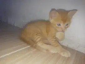 kitten Persia mixdom