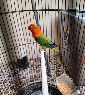 Jual Borongan Burung ,jalak rio, lvbird ,kenari .