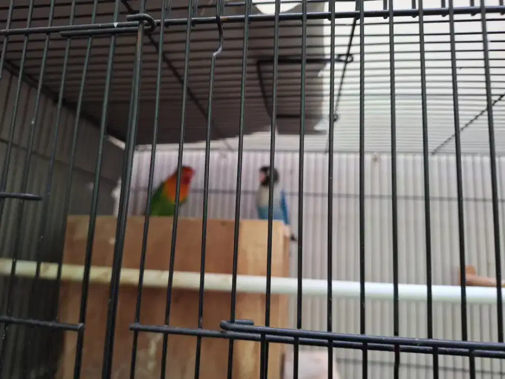 Jual murah Borongan full set Burung ,jalak rio, lv bird ,kenari .